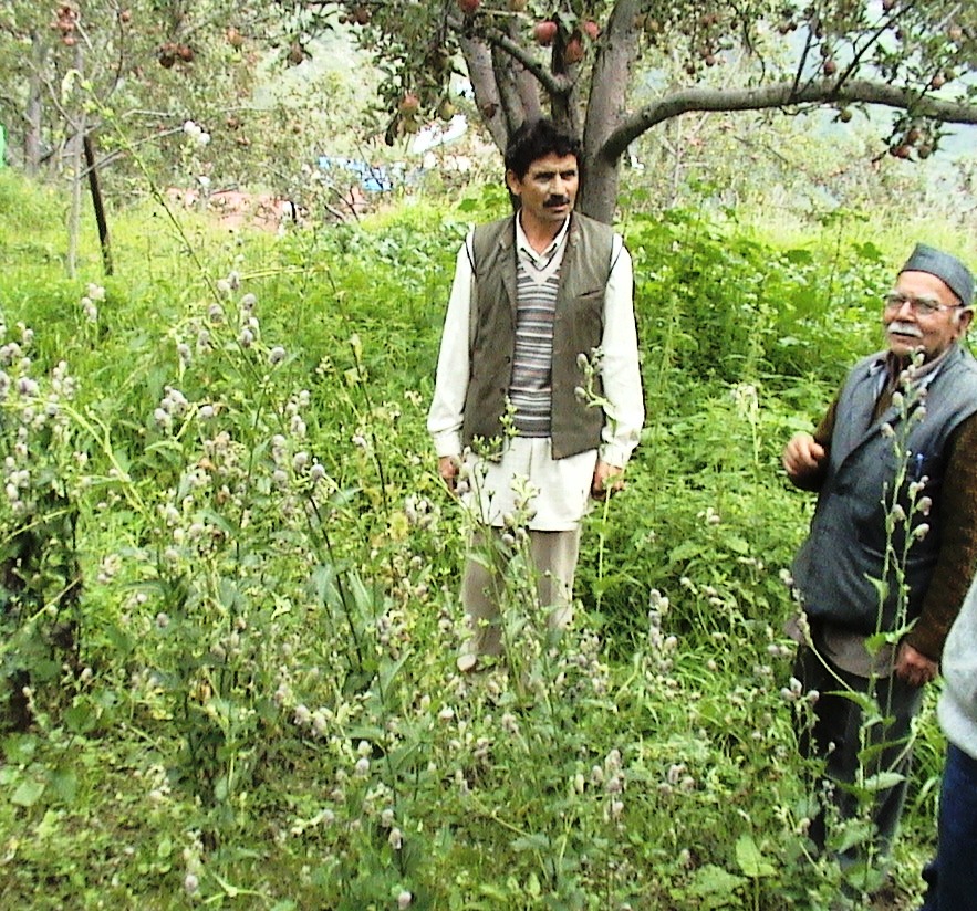 Intercropping of temperate medicinal plants with horticultural plantation